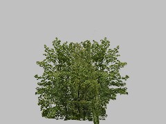 Forest Summer 051