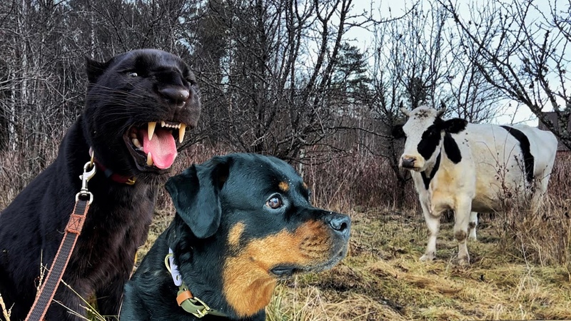 Panther Luna, Venza and favourite cows , Venza fought