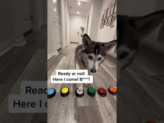 Sapphie the pomsky plays hide and seek