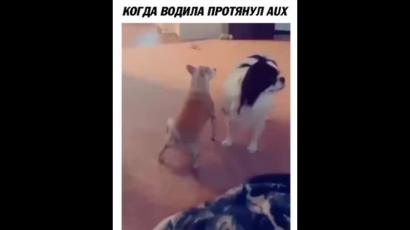Когда все делают ауф водила протянул. Ауф sqwoz. Когда водила протянул aux. Здравый движ собака. Когда все делают ауф водила протянул.