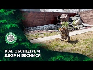 ВЫПУСК 86. Рэя. Обследуем двор и бесимся.