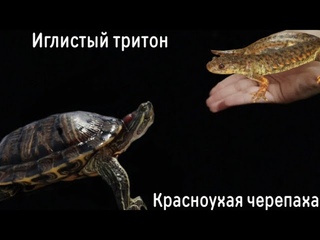 ЧТО ЕСЛИ ЧЕРЕПАХА УВИДИТ ТРИТОНА