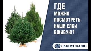 Где можно посмотреть наши елки вживую