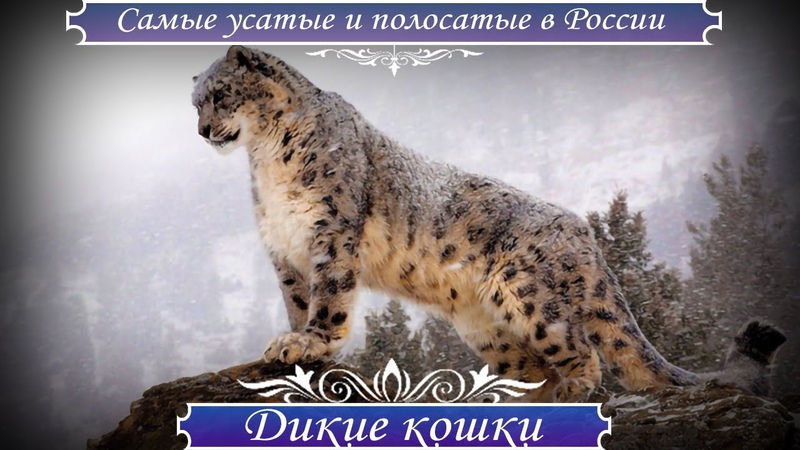 Самые усатые, полосатые и дикие жители России. Где живут,