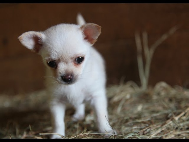 Lola the chihuahua the Goat kids Daily