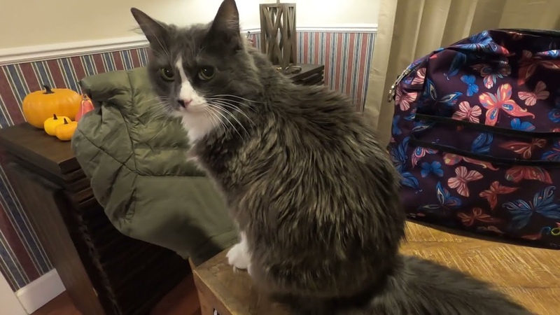 Day 15 Ankle Injury, Post Operation Day 6, Kitty Pets and Eggs for
