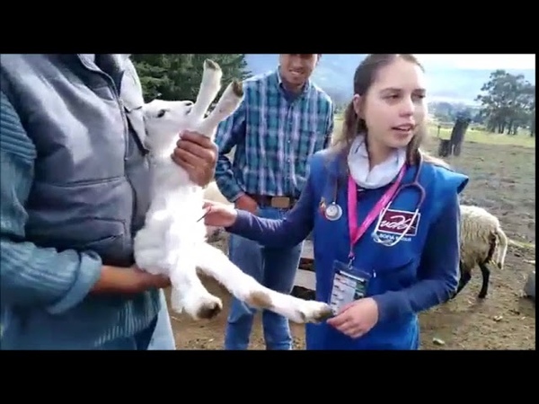 CASTRACION