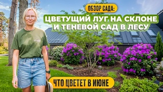 ЦВЕТУЩИЙ ЛУГ НА СКЛОНЕ И ТЕНЕВОЙ САД В ЛЕСУ. Что цветет в июне.