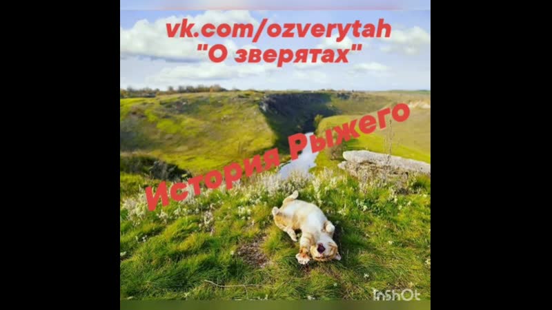 Путь домой. Рыжий