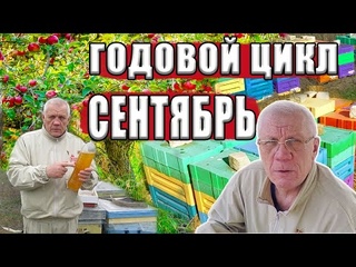 Годовой цикл ухода за пчелами Работы пчеловода на пасеке в сентябре