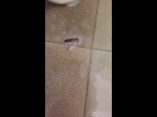 Видео от Очени Жаль