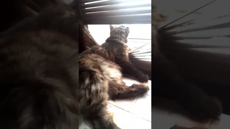 Царь во дворца Царь во дворца Нирвана. Котенок Барсик в