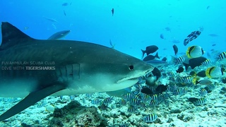 Tiger shark Diving in Fuvahmulah with Fuvahmulah Scuba Club