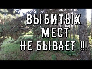 Не Ожидал Увидеть Такие Находки в Лесу. Не Зря Не Зря Зашёл Сюда! Поиск Золота Металлоискателем
