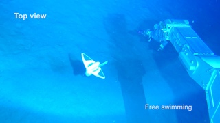 Free swimming of soft robot in deep sea at the depth of 3,224 m
