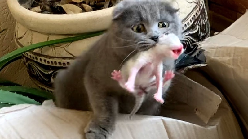 The cat carries its rescued
