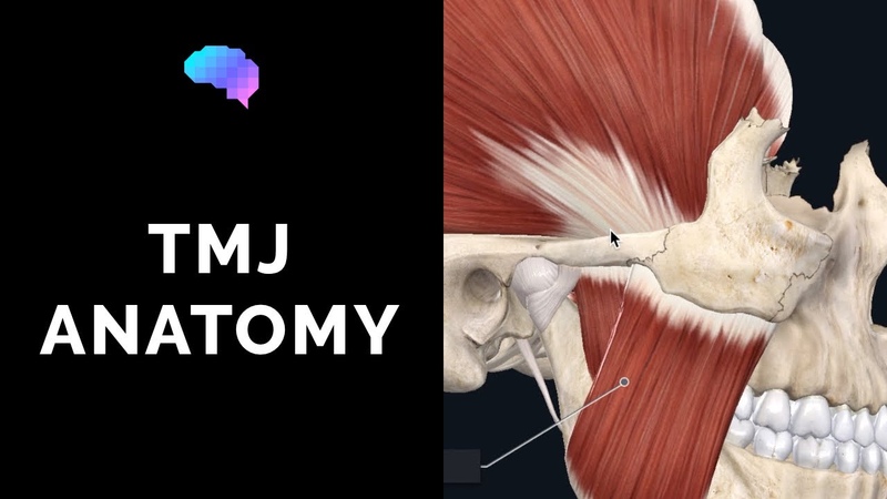Temporomandibular Joint ( TMJ) Anatomy (3 D Anatomy