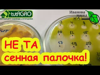 МЯГКИЕ ОГУРЦЫ, ВОНЮЧАЯ КАПУСТА и МЁРТВЫЕ ЧЕРВИ: опасная СЕННАЯ ПАЛОЧКА!