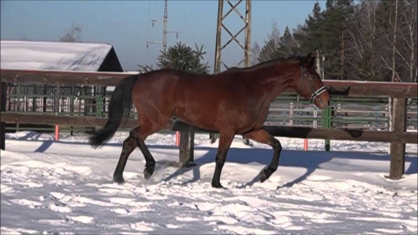 ESPERANZA (bay filly 2012 by Emporio Armani out of Riffaiza by