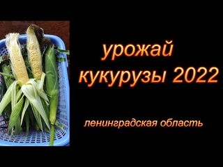 Урожай кукурузы в Ленинградской области 2022.