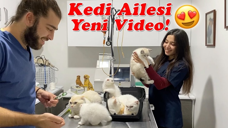 YENİ KEDİ Aİ LESİ Vİ DEOSU ( KAYIP KISIM) Anne Kedi, Baba Kedi ve Bebek