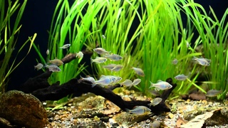 Korean river biotope aquarium