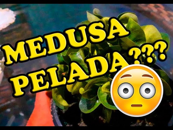 Medusa PELADA Desfolhando a Medusa DHA para combater os