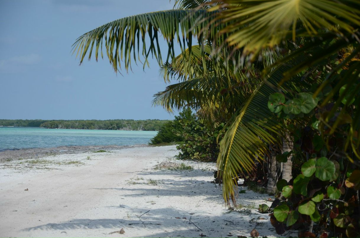 Сергей Желнинский Александрович | Воронеж