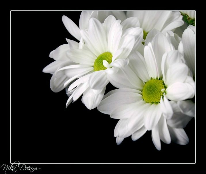 №109, Svetulichkin Kruponika, 34 года, Киев №109, Svetulichkin Kruponika, 34 года, Киев