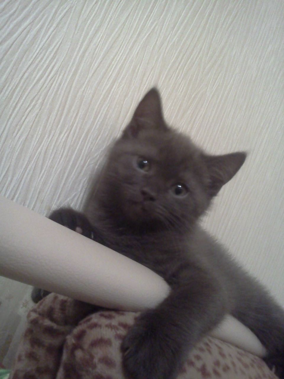 Дима Нарзиев | Сургут