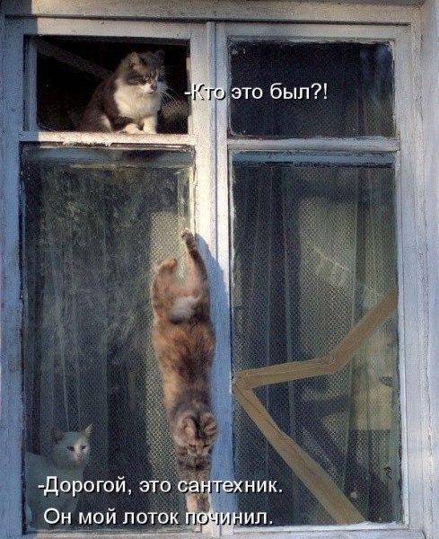 Елена Белкина | 