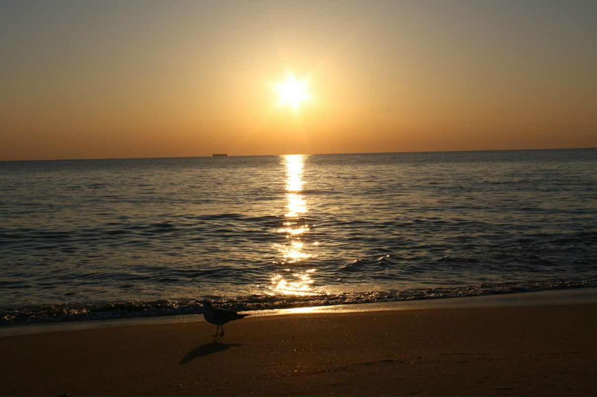 Valeriya Vandermark | Felton