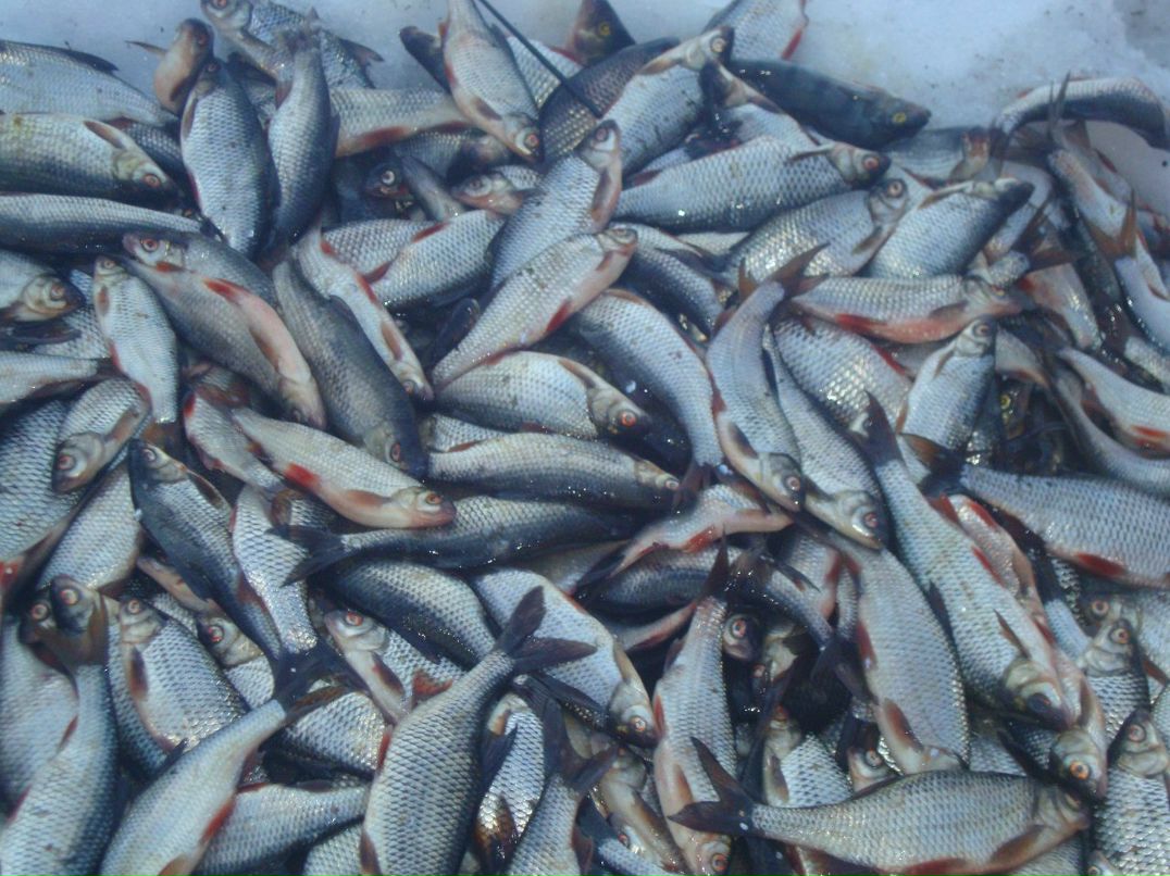 Игорь Никитин | Чагода (рп)