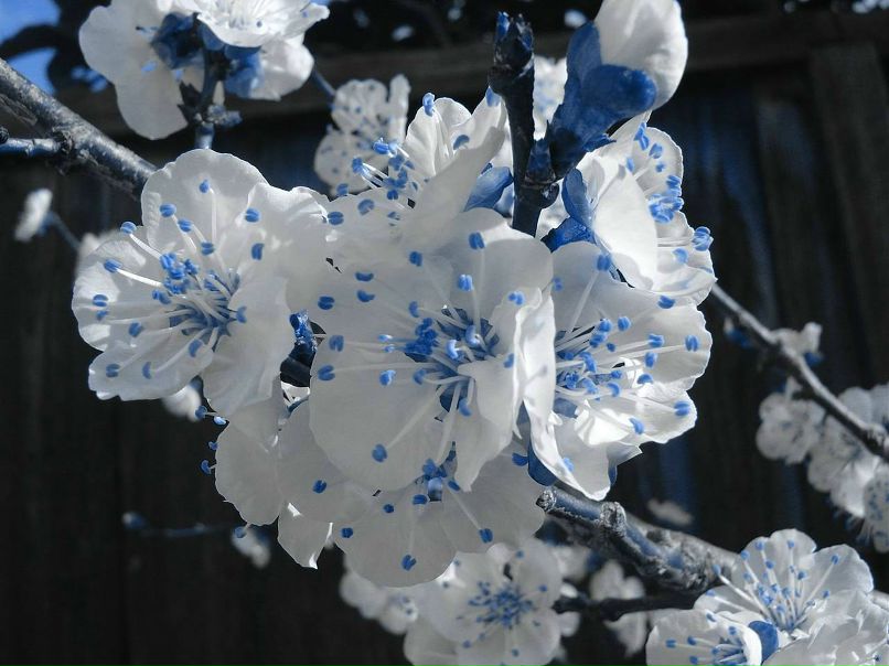 Александра Бондарева | Северодонецк