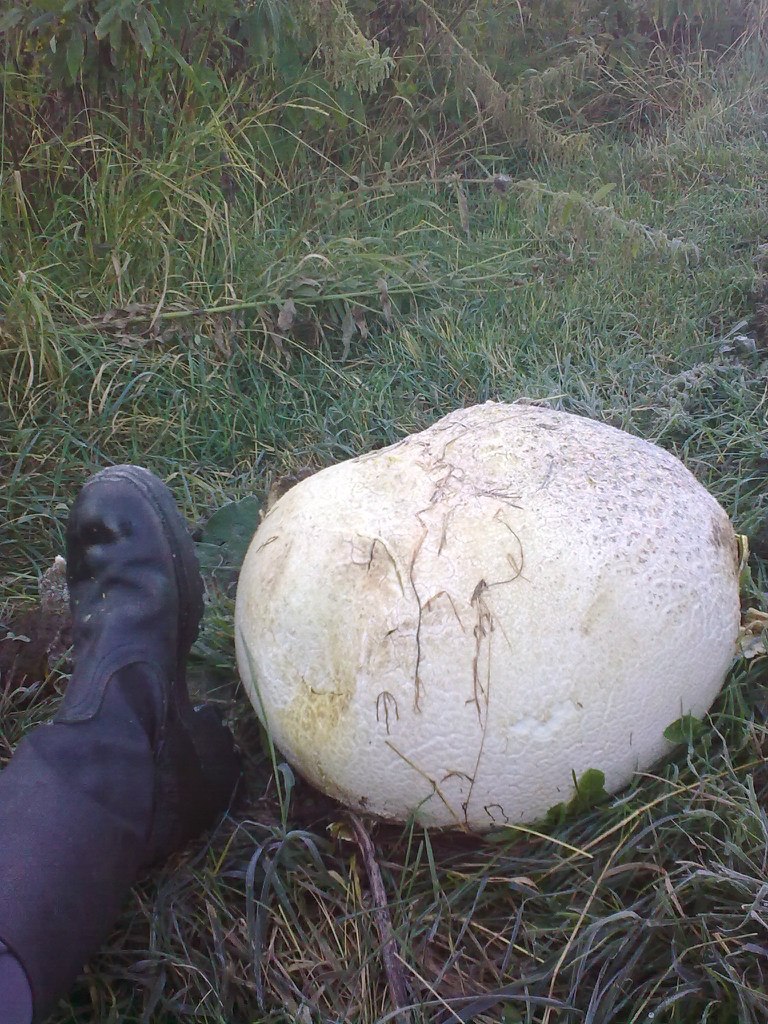 Роман Абилов | Юлдус