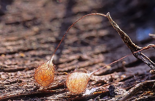 №81, Дана Джамалая, 124 года, Киев №81, Дана Джамалая, 124 года, Киев