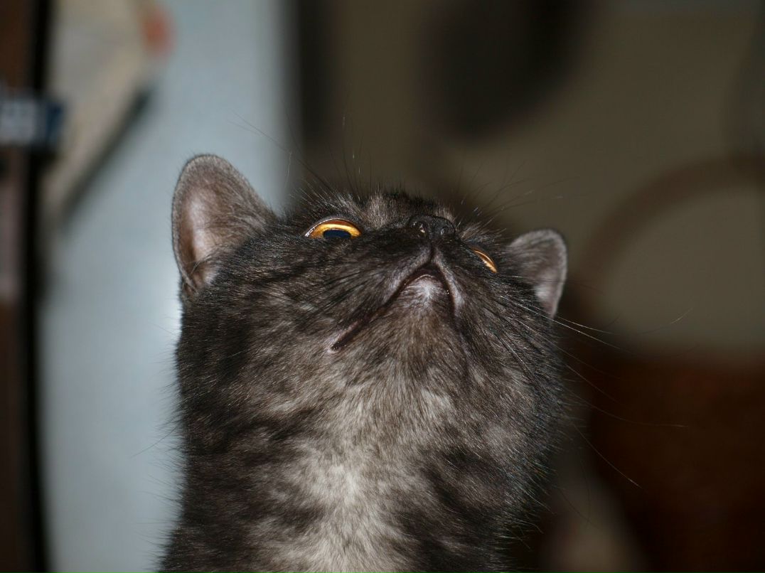 Ярослав Влах | Краснодар