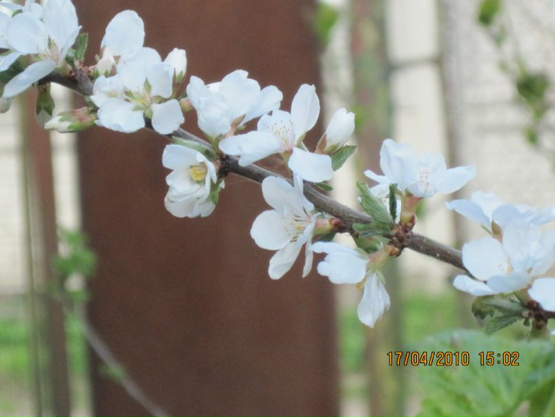 №4, Марина Нич, Тысменица №4, Марина Нич, Тысменица