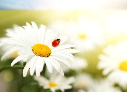 Рыжуля Светикова | Киев