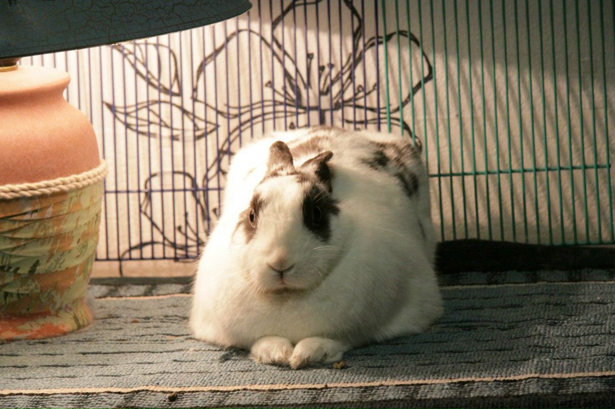 Ирина Фролова appelsinspinker | Москва