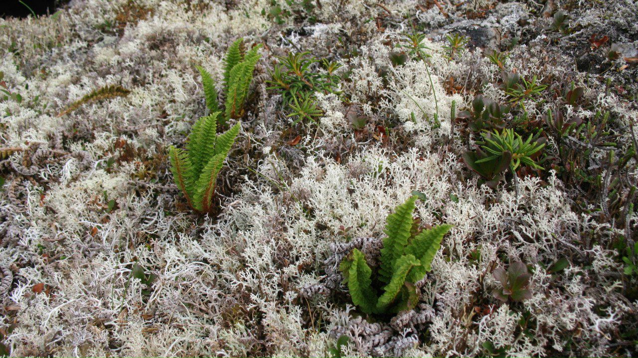 Алексей Масиводов -=Night Tiger=- | Москва