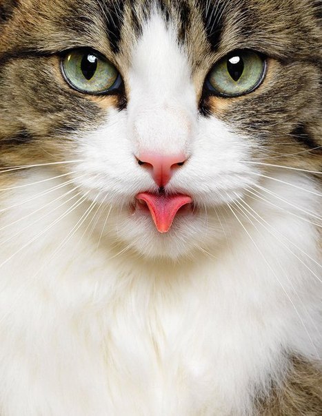 Алексей Жижин | Нерехта