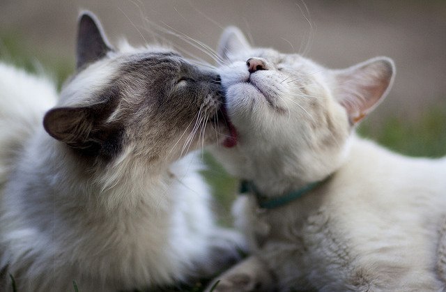 Саша Поздеев | Белгород