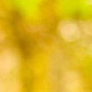 №108, Уляна Каракоцюк, Гусятин №108, Уляна Каракоцюк, Гусятин