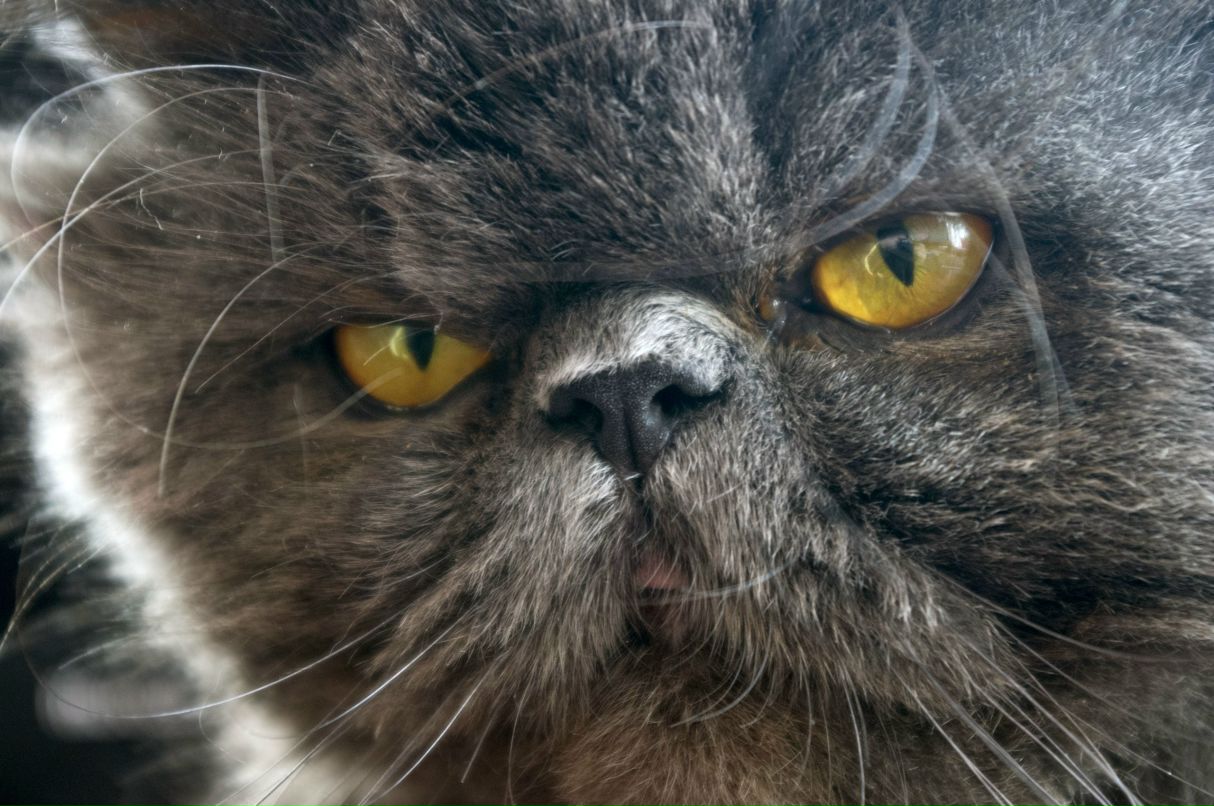 Черепаха Тортила | Одесса