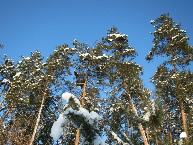 Михаил Румянцев | Боярка