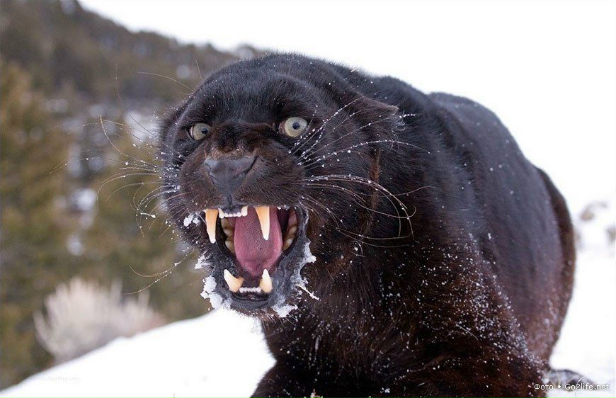 Елена Гаенко | Полярный