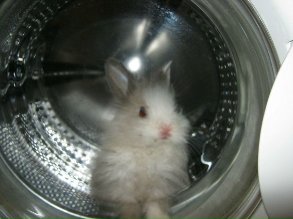 №3, Машмаш Кишмиш, 32 года, Чернигов №3, Машмаш Кишмиш, 32 года, Чернигов