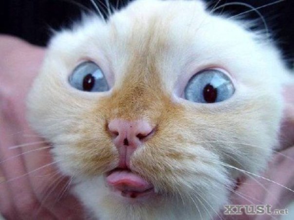 Сергей Малинов | Санкт-Петербург