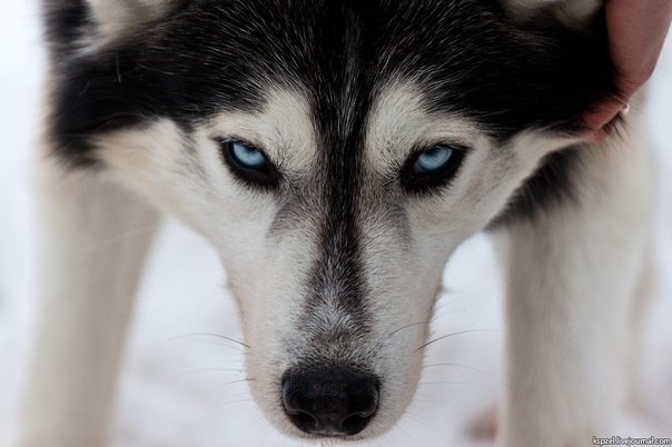 Вера Коваленок | Киев